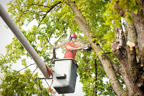 Best Tree Cabling and Bracing  in Woodbury, MN